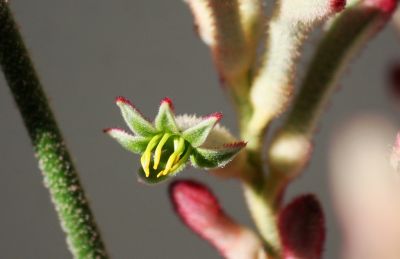 Känguruhpfote (Anigozanthos)