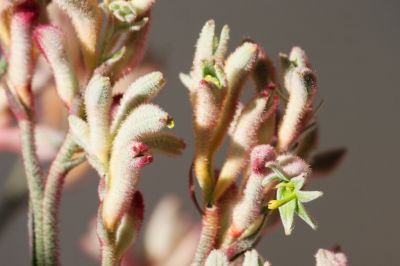 Känguruhpfote (Anigozanthos)
