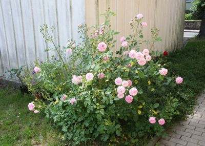 Duftrose unbekannt