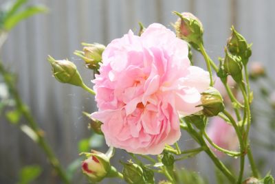 Duftrose unbekannt