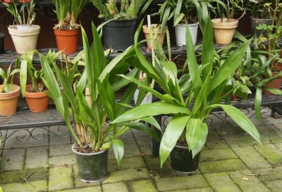 Cambria Orchideen