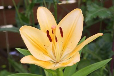 Lilie (Lilium) orange