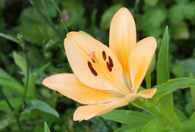Lilie (Lilium) orange