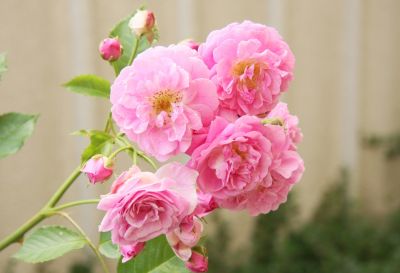 Duftrose unbekannt