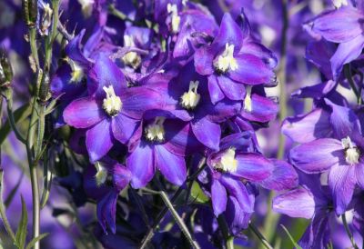 Rittersporn (Delphinium)