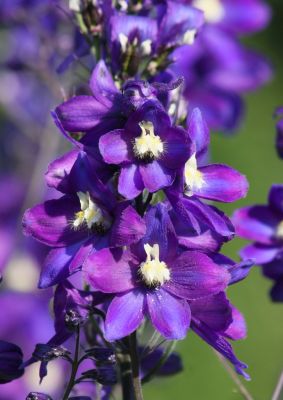 Rittersporn (Delphinium)