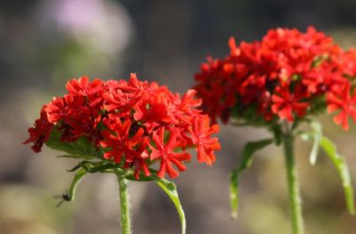 Brennende Liebe (Lychnis chalcedonica)