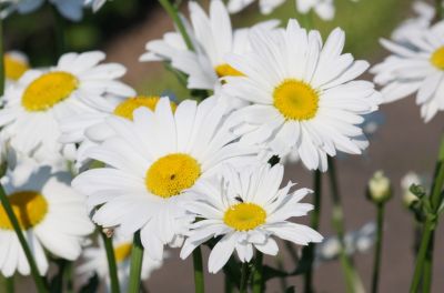 Magerwiesen-Margerite (Leucanthemum vulgare)