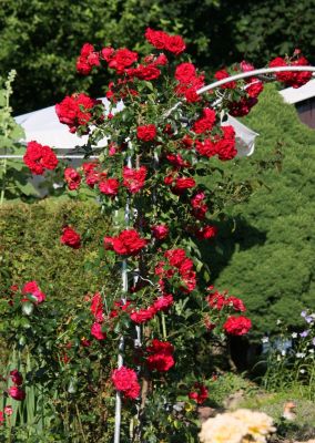 Kletterrose (Rosa)