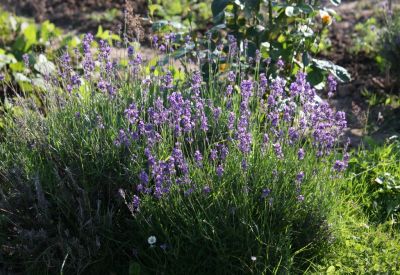 Echter Lavendel (Lavandula angustifolia)