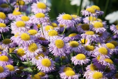 Feinstrahlaster (Erigeron speciosus-Hybride)