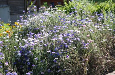 Kornblume (Centaurea cyanus)