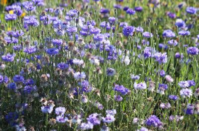 Kornblume (Centaurea cyanus)
