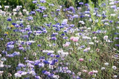 Kornblume (Centaurea cyanus)