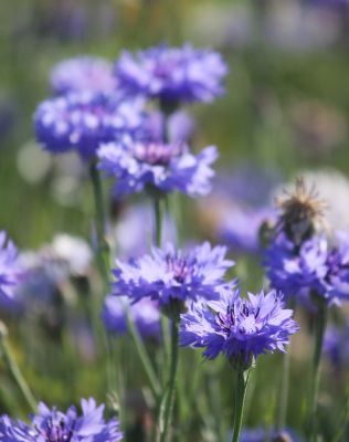 Kornblume (Centaurea cyanus)