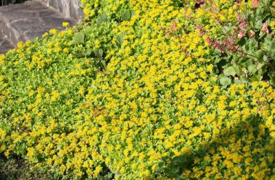 Fetthenne (Sedum kamtschaticum 'Weihenstephaner Gold')
