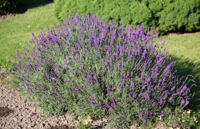 Echter Lavendel (Lavandula angustifolia)
