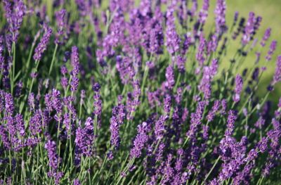 Echter Lavendel (Lavandula angustifolia)
