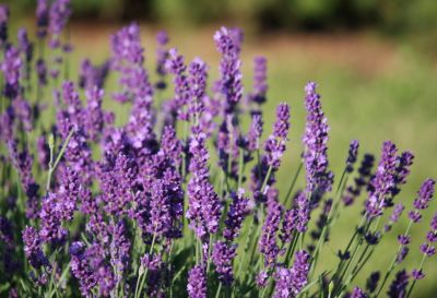 Echter Lavendel (Lavandula angustifolia)