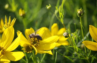 Mädchenauge (Coreopsis verticillata)