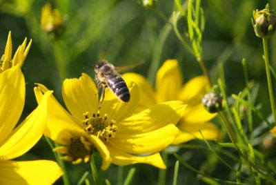 Mädchenauge (Coreopsis verticillata)