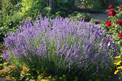 Echter Lavendel (Lavandula angustifolia)