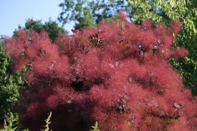 Perückenstrauch (Cotinus coggygria)