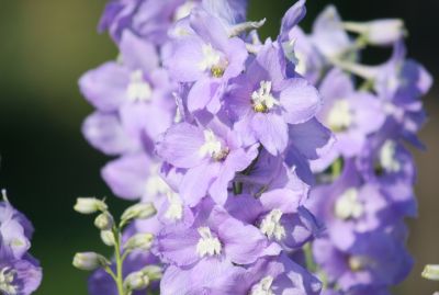 Rittersporn (Delphinium)