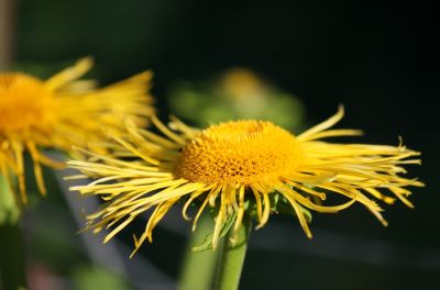 Echter Alant (Inula helenium)