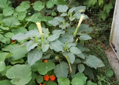 Weißer Stechapfel (Datura innoxia)