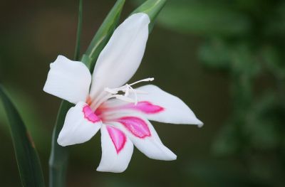 Zwerg-Gladiole (Gladiolus)