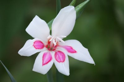 Zwerg-Gladiole (Gladiolus)