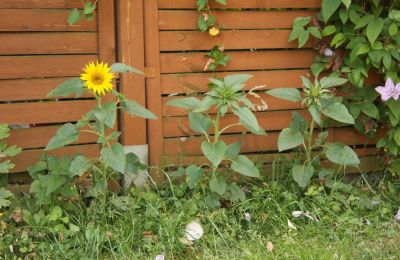 Zwerg-Sonnenblume