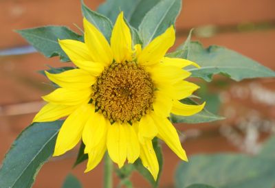 Zwerg-Sonnenblume