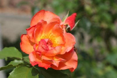Rose "Westerland"