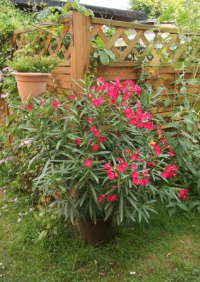 Oleander (Nerium oleander)