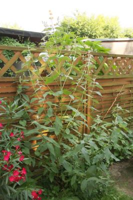 Gelber Schmetterlingsflieder (Buddleja weyeriana ‘Sungold’)