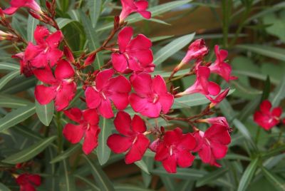 Oleander (Nerium oleander)