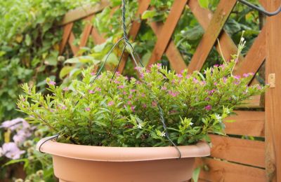 Japanische Scheinmyrthe (Cuphea hyssopifolia)