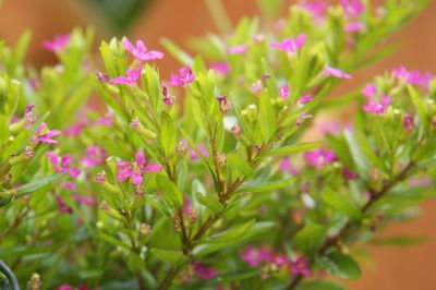 Japanische Scheinmyrthe (Cuphea hyssopifolia)