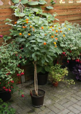 Wandelröschen (Lantana camara) gelb/orange