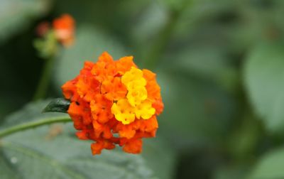Wandelröschen (Lantana camara) gelb/orange