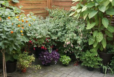 Fuchsien und Klee
