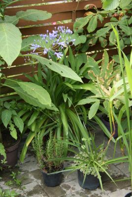 Schmucklilie (Agapanthus)