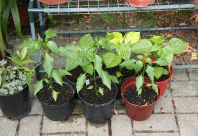 Chili-Pflanzen