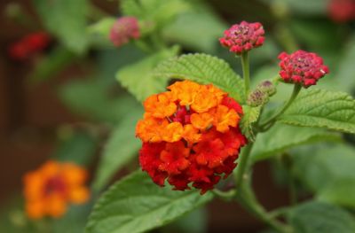 Wandelröschen (Lantana camara) orange/rot