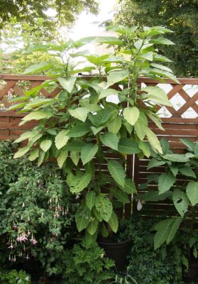 Engelstrompete (Brugmansia)