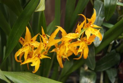 Brassia Golden Threats x Ada aurantiaca