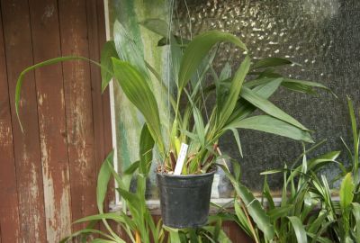 Coelogyne massangeana