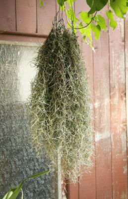 Tillandsia usneoides